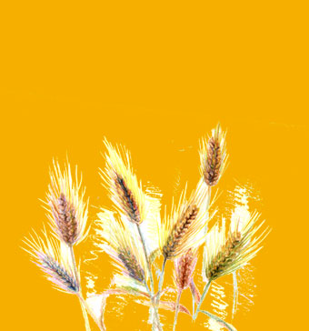 水性戶(hù)外木器漆